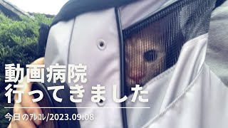 今日のアレコレ【猫キャリーリュック】動物病院に行ってきました/2023.09.08