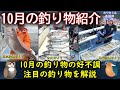 10月の釣り物紹介2025《10月の【釣り物】【船宿】紹介》【お勧め】の【注目】の釣り物を紹介します。【沖釣り】、【船】での釣りに関してです。