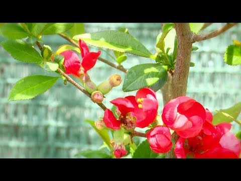 Video: Chaenomele japoneze: caracteristici ale plantării și cultivării