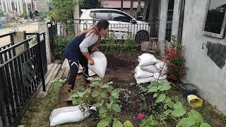 selesai kebun sayur miniku siap ditanam lagi||lebatya buah strowbery siap panen lagi