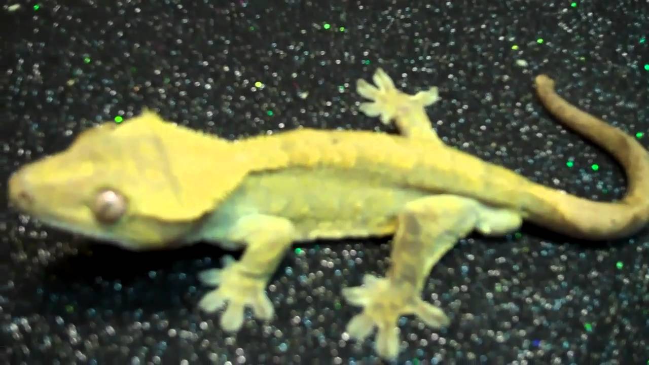 tarantula spider COLORFUL CRESTSED GECKOS PRODUCED BY UNDERGROUND REPTILES!