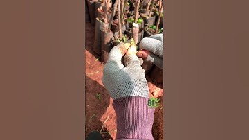 Cách ghép mít ruột đỏ ai cũng làm được #shorts