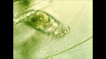 Rotifer HD at 720p - Video taken by Tucsen 3.0MP CMOS microscope camera Using TSView software