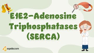 E1E2-Adenosine Triphosphatases Serca Cell Biology