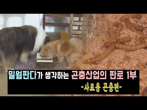 [곤충농장창업]22화. 밀웜판다가 생각하는 곤충산업 판로 1부 (사료용 곤충편)