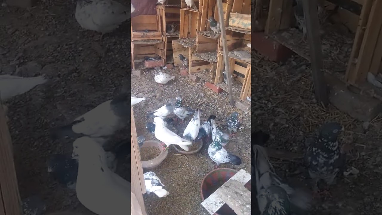 Incredible Things About Pigeons parents feed their young with a