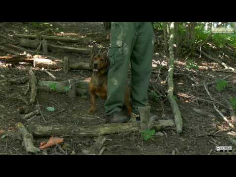 Video: Herb 'N' Living: Gojenje Domačega Vrta Za Vašega Ljubljenčka