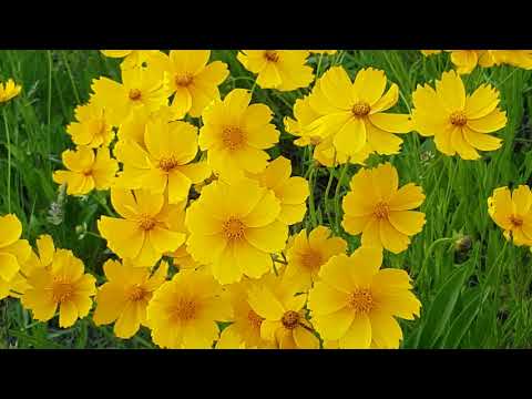 Любовь – вражда. Дмитрий Мережковский (слушайте стихи о любви)