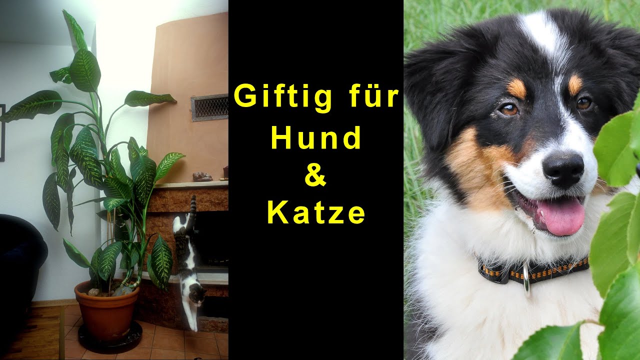 Hunde - Botanikus