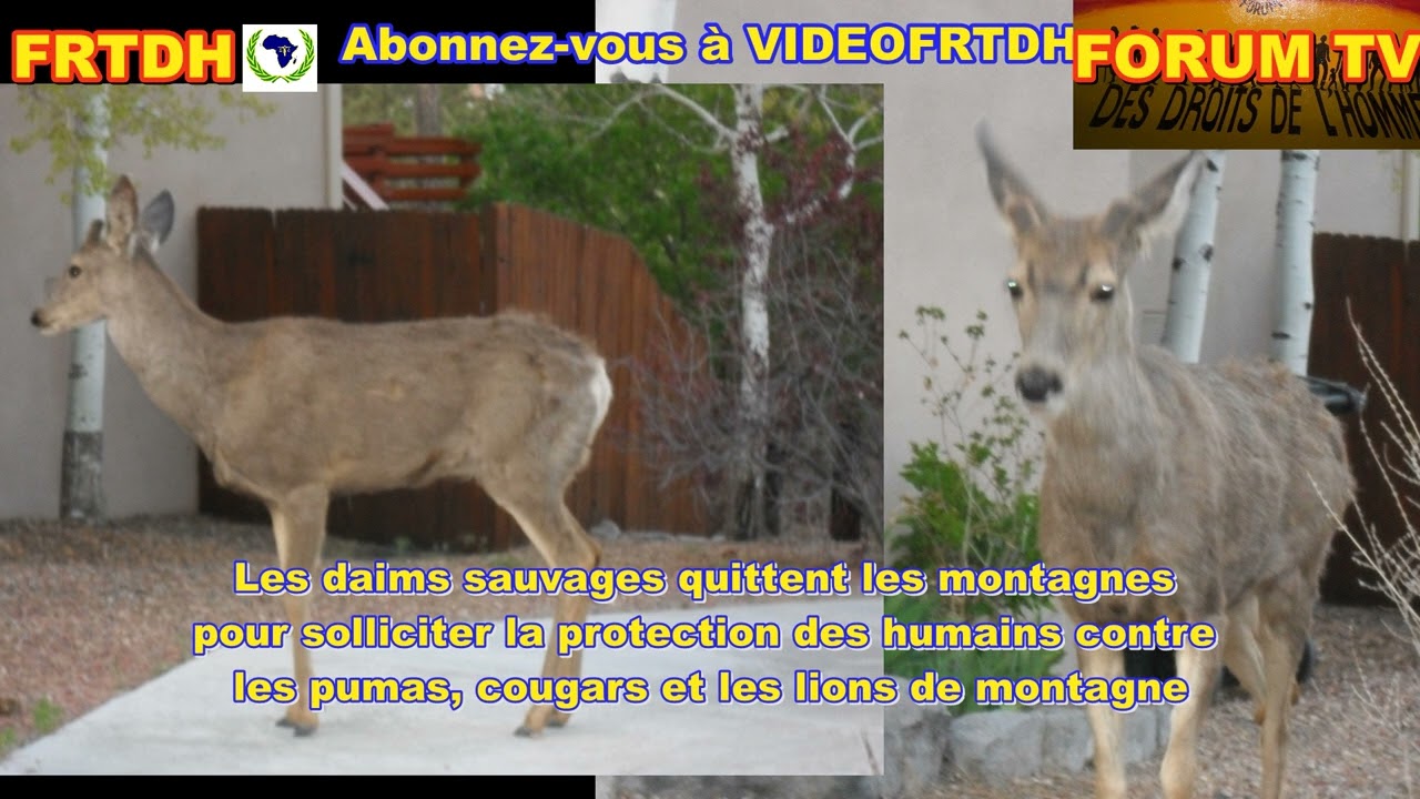 Les daims des USA attirés par la musique bénéficient une protection humaine contre les pumas, lions