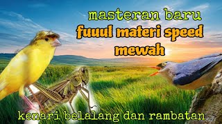 Masteran fuul materi speed rapat ❗ kenari belalang emas dan rambatan 🔥