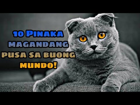 Video: Ang Pinakamagandang Pusa