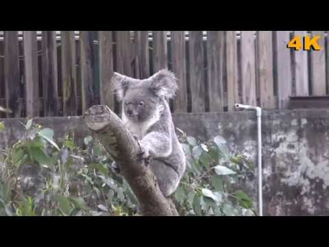 Koala 澳洲無尾熊發呆打哈欠睡覺吃尤加利葉的萌樣  ( 2016 Ultra HD 4K HDR)