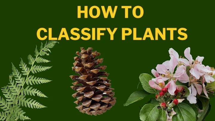 Learn Plant Classification |  The Plant Kingdom - DayDayNews