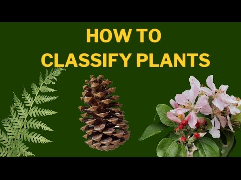 Video: Practical taxonomy: examples of plant species