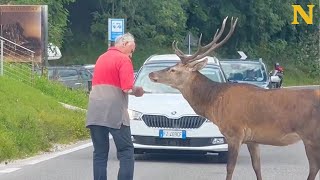 Kind Old Man Helps Deer Cross Road