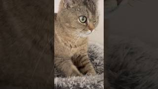 #kitten #cat #kota #kot #chat #gato #gatto #kedi #billi #neko #mao #koshka