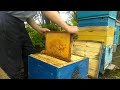 Как вывести пчёл с роевого в рабочее состояние.