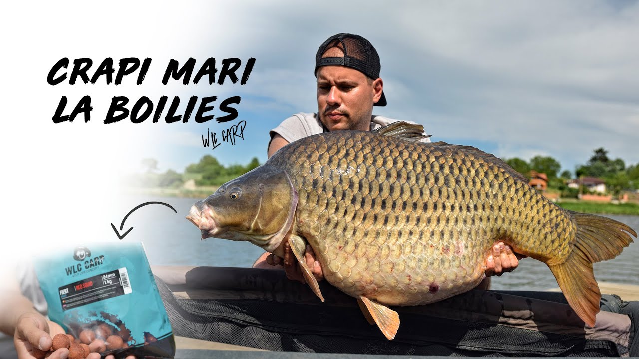 Crapi mari la boilies cu echipa WLC Carp | MV2