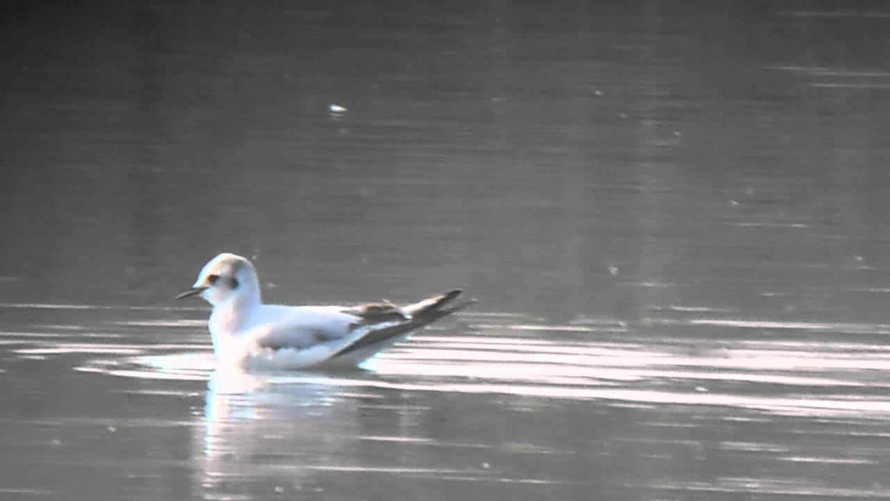 photography en español Little Gull