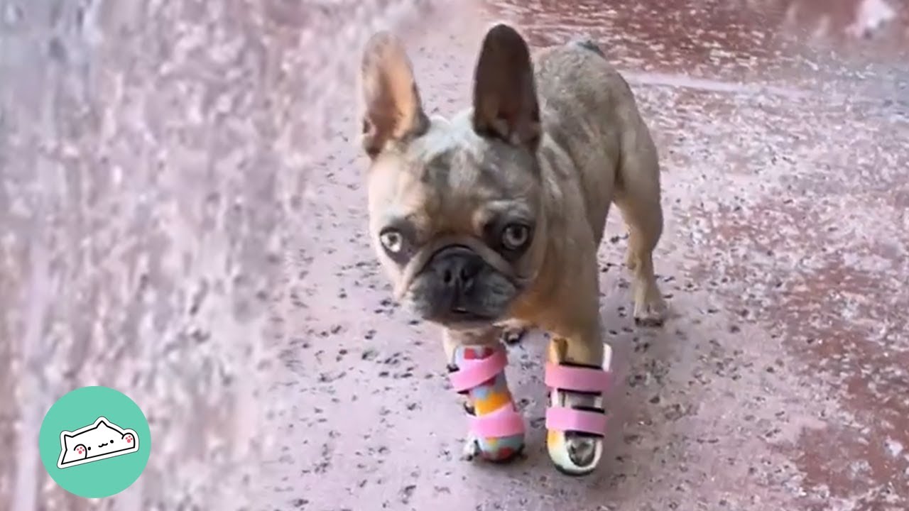 Rescue Frenchie With Splayed Paws Therapy Dog for Kids Cuddle