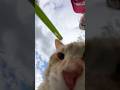 Give me, my phone! #like #love #share #shorts #subscribe #fyp #foryou #ytshorts #cat #funny #pets