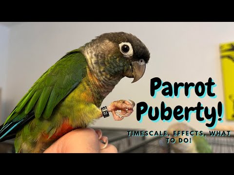 Parrot Puberty | How Long Does It Last? Behaviour Changes And How To Help! | TheParrotTeacher