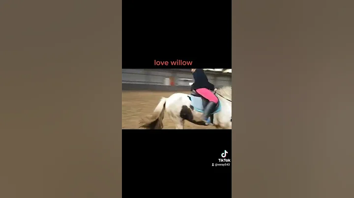 willow paard van zorgborderij donia state wester