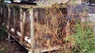 What Is A Backyard Breeder / Puppy Mill