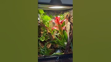 Bioactive Enclosure for Crested Gecko || Part 2