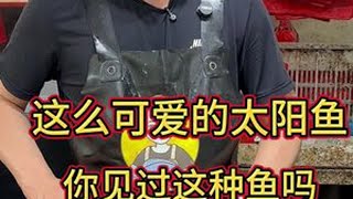 这么可爱的太阳鱼你见过这种鱼吗？#记录摆摊生活#杀鱼技术#刀工