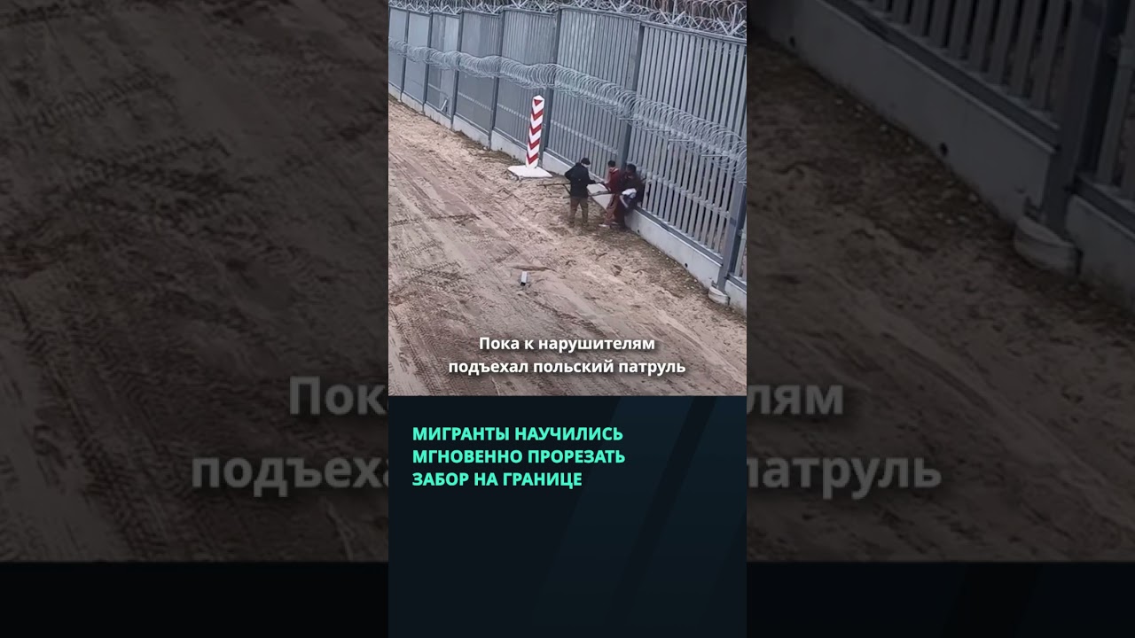 Мигранты научились мгновенно прорезать забор на границе с Польшей #беларусь #новости #граница