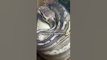 New ball python at reptile expo!!🐍#reptiles #cool #morphmarket #snake #ballpython
