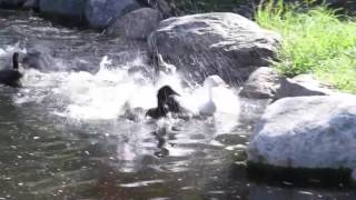 Neglected Ducks Get Their First Swim
