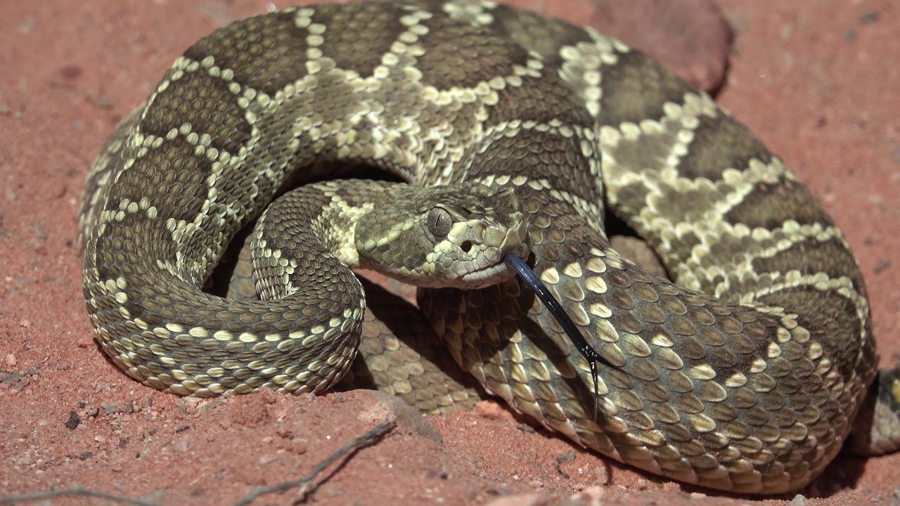 Are There Snakes In Red Rock Canyon?