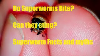 Do Superworms Bite? Do superworms Sting? Superworm Myths  superworm breeding