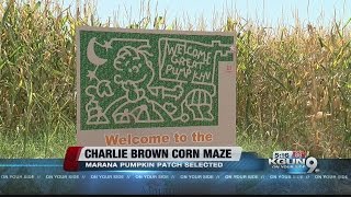 Marana Pumpkin Patch selected to have Charlie Brown corn maze