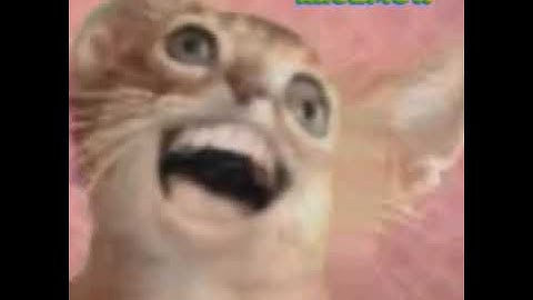 Preview 2 Numa Cat 2022 Deepfake