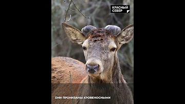 Зачем олень сбрасывает рога? #Shorts