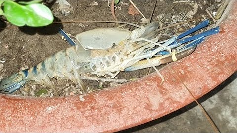 TINH MÙI CÂU TÔM , MỒI CÂU CÁ LĂNG LH 0987588324