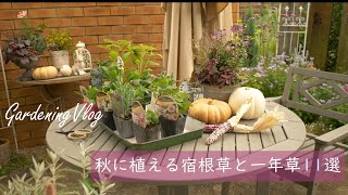 картинка: Gardening　Vlog｜ 11 цветов, которые рекомендуется посадить осенью для красивого сада весной