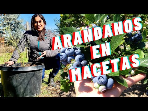 Video: Información de Lowbush Blueberry: Guía para el cuidado de Lowbush Blueberry