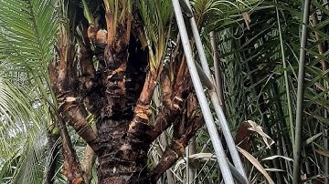 Cây dừa đột biến nhải đọt độc lạ ở mỹ xuyên, Sóc Trăng