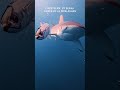 Bronze Whaler Shark vs Live Bait (Caught on Camera) #shark #underwater #predator