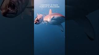 Bronze Whaler Shark vs Live Bait (Caught on Camera) #shark #underwater #predator