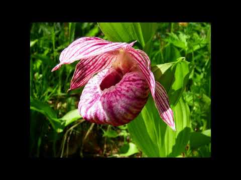 Орхидея открытого грунта – венерин башмачок