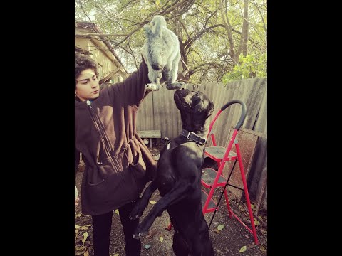 სერებრისტი(ვერცხლისფერი)ახალი საჯიშე წყვილი