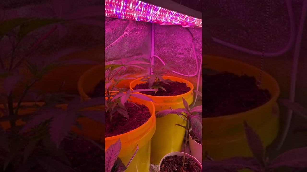 CRITICAL MASS PHOTO GROW