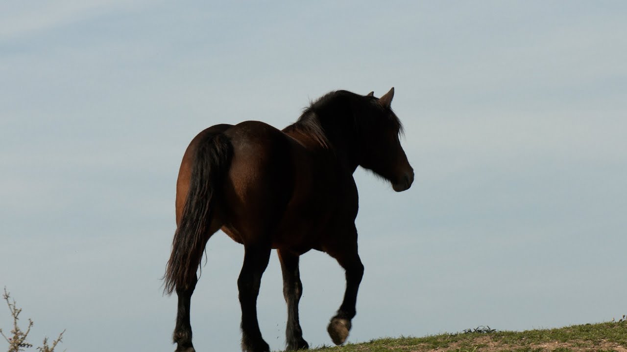 - NAPUSTIO GRAD I MIR PRONAŠAO NA PLANINI VIDOVAČI -