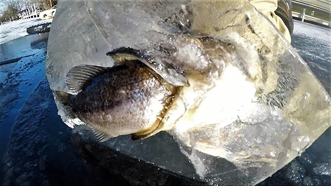 Two Brothers Were On A Fishing Trip When They Found Something Astonishing Trapped In The Ice Two Brothers Were On A Fishing Trip When They Found Something Astonishing Trapped In The Ice